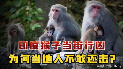 印度猴群暴走记:当灵长类动物成为经济破坏王